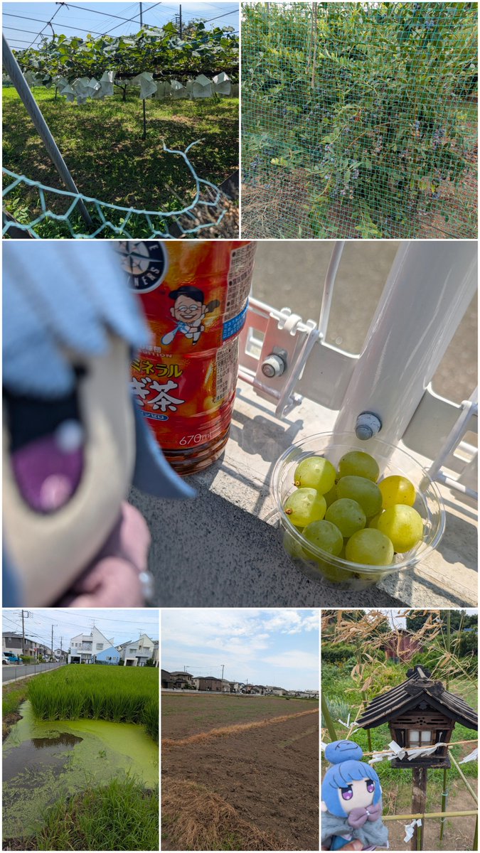 tetsuwowsan's tweet photo. 埼玉伊奈町の郷土資料館、丸木舟無かった…

日曜だし誰もいない、町史を読む。
一万年も昔は海いっぱい、蓮田まで歩く。

畑いっぱい、歩くの癒された。

土器、称名寺ぽいけど加曽利かな。 https://t.co/J4FW6m8CP7