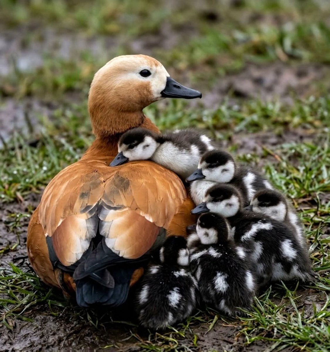 MelsBracelets's tweet photo. Ruddy Shelduck &amp; babies - NE Africa #naturephoto #wildlifephotography #wildlife #naturebeauty #ducks #ruddy #shelduck #Africa #northeast #travelphoto #wildkingdom #birdphotography #birds #birdlover https://t.co/54L0NITRfK