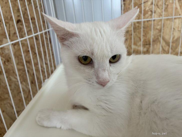 tochigisatooya's tweet photo. 【猫の #里親募集 】#栃木県 ・雑種・キジトラ柄のしっぽの白猫（ID:2607-00632）｜ハグー -みんなのペット里親情報 https://t.co/JkArphGSAN #猫 #cat #保護猫 #保護猫を家族に https://t.co/oA3qLAZ537