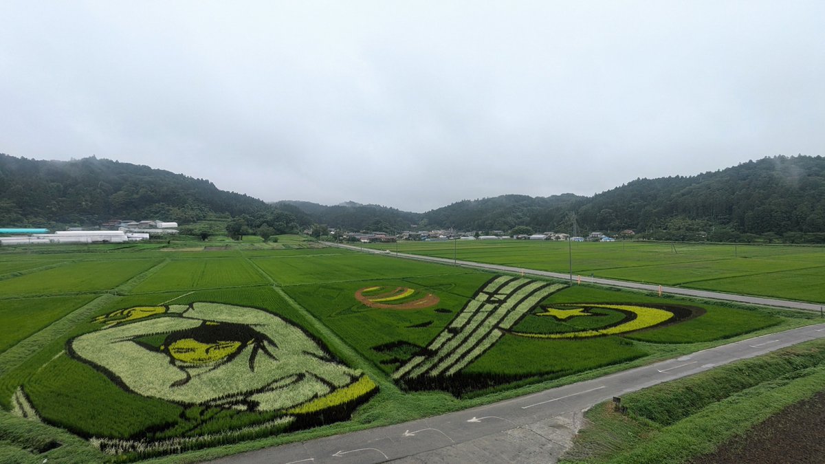 tanboart_hy's tweet photo. #西根田んぼアート2026
#羽生くん田んぼアート2026 
2026年8月2日(日)🌾🌾🌾
黄色大黒がだいぶちゃんと黄色に近づいてきましたよ😊 今年の白穂波の白はとても綺麗なのですが 最近雑草の緑も見えてきています。先日の会議で雑草だけ刈る必要があるかというお話がでましたが ちょっと様子見中です🌾 https://t.co/Q4BtkYwacj