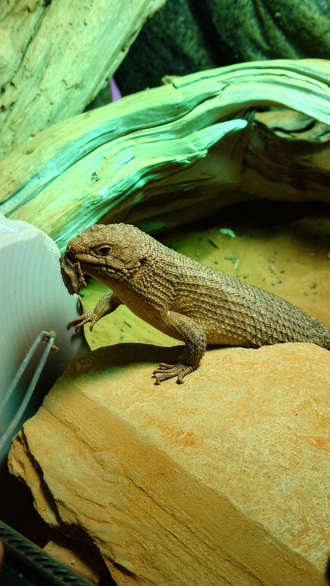 DiscoFlashBuck's tweet photo. ストケスイワトカゲ

購入店 ZOO SQUARE 静岡店

尻尾が白っぽいのは、床材の砂なんですかね…(2枚目)

#ストケスイワトカゲ 
#イワトカゲ
#トカゲ
#爬虫類 https://t.co/WCXhgKkflG