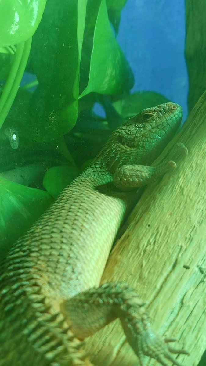 DiscoFlashBuck's tweet photo. ストケスイワトカゲ

購入店 ZOO SQUARE 静岡店

尻尾が白っぽいのは、床材の砂なんですかね…(2枚目)

#ストケスイワトカゲ 
#イワトカゲ
#トカゲ
#爬虫類 https://t.co/WCXhgKkflG