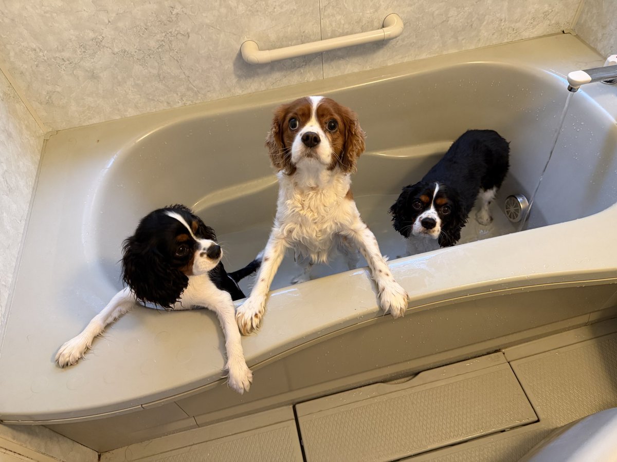 shell_thomas_20's tweet photo. 柚子ちゃん、我が家に来て初めてのお風呂
お兄さん達と3人で入りました。肛門腺もお利口さんに絞れました。
その後はみんなでお昼寝。
#キャバリア
 #多頭飼い #犬のいる生活 https://t.co/6XGO9bUh8i