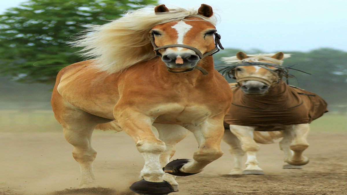 naren344ig's tweet photo. ছুটে চলার আনন্দ
#horses #speed #wild https://t.co/tYQHKWdirN