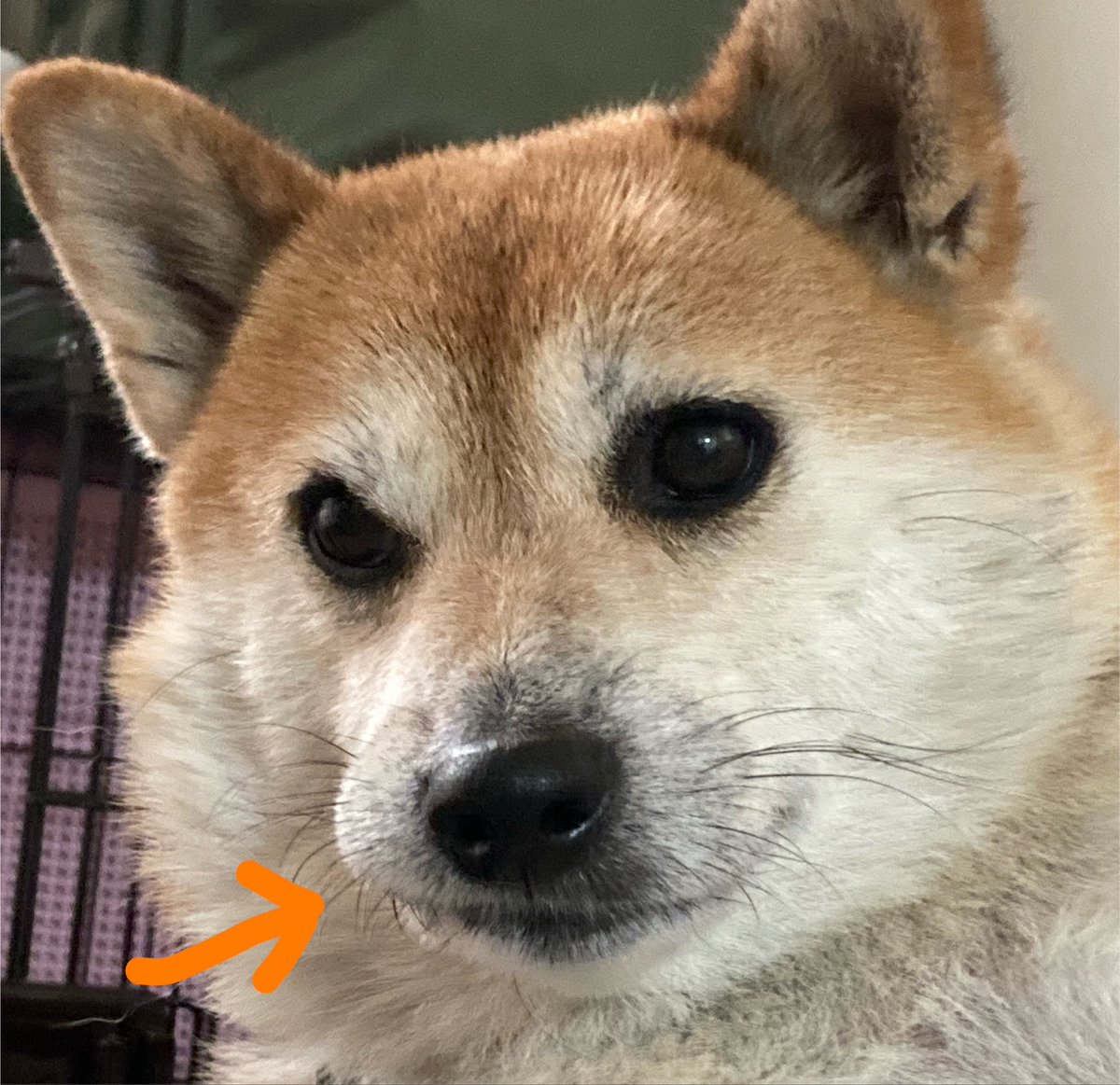 negiwanco's tweet photo. 柴界隈の皆さん、毎日暑いけど元気してますか？ねぎは元気にしてるよ、歯茎にくっついてるけど😂 https://t.co/WHoO6gSAm1