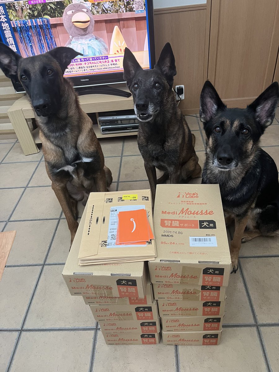 hdsk9_searchdog's tweet photo. 令和8年熊本地震
今なお、酷暑の中作業が続けられています。私達は日常の生活に復帰し🐕訓練も実施しています。

そんな中、多くの方々からご支援を頂いています。
Amazon欲しいものリストよりのご支援、また、振り込みによるご支援、本当にありがとうございます。救助犬育成のため、また新たな不測の事態への対処のため大切に使用させて頂きます。
本当にありがとうございました。

°〜＊ご寄付受付先＊〜°

GMOあおぞらネット銀行
法人第ニ営業部　普通2428752
法人名　一般社団法人捜索救助犬HDS K9愛知

ゆうちょ銀行
店番　208 
普通　1558933
HDS K9
エイチ　ディー　エス　ケイ　ナイン

#捜索救助犬HDSK9愛知
#令和8年熊本地震
#イオンモール熊本
#災害救助犬リッター奏響蔵斗