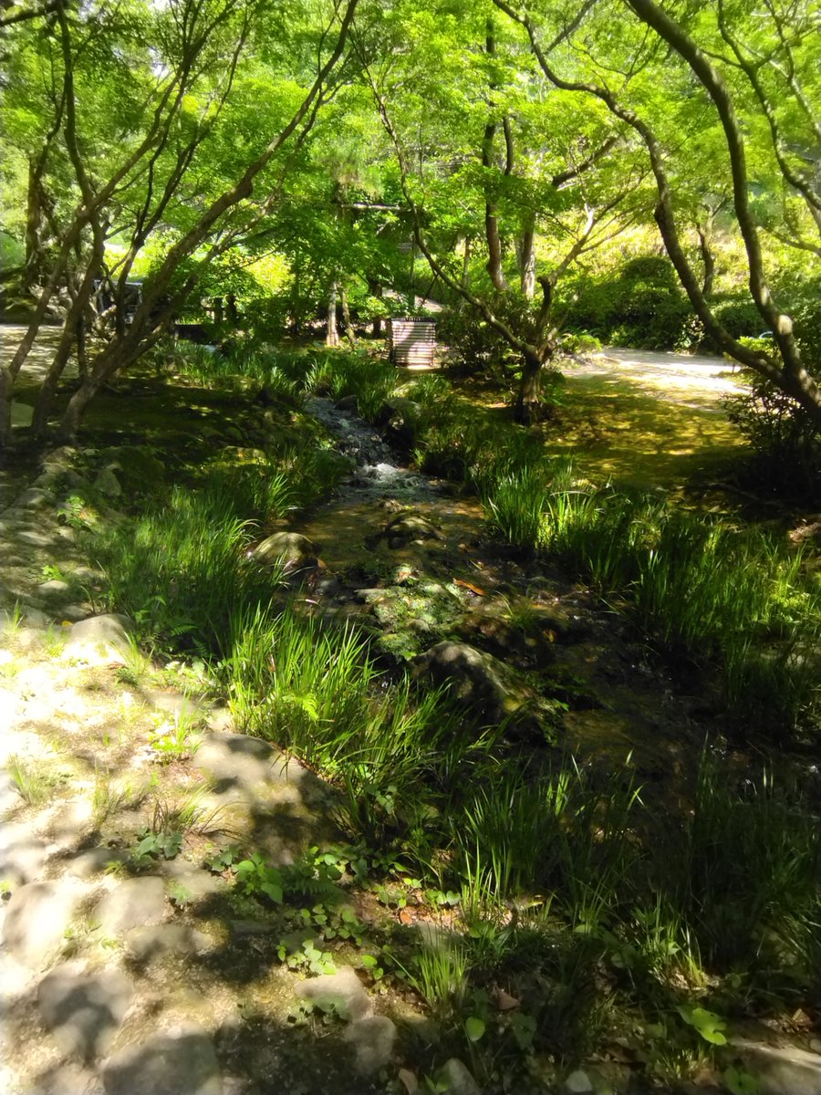 tesopen26's tweet photo. 長府庭園（山口県）ってとこに
行ってきた。
珍しい色の蝶がいたり
蓮が咲いてたり
暑かったけど、なかなか良い雰囲気の庭園を楽しめた☺️👍 https://t.co/5wSx8DM05A
