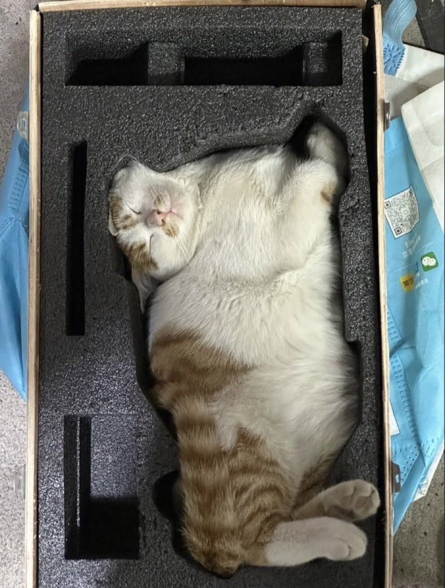 arsivmeow's tweet photo. konulduğum kabın şeklini alıorum çanım https://t.co/yePQzVEGVw