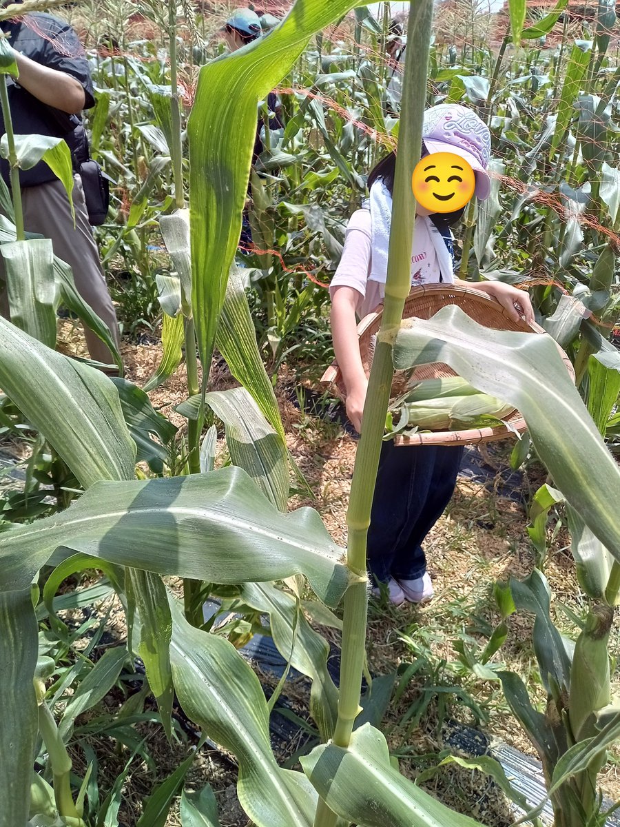 lebanonhome_ai's tweet photo. 今日は茨木ローズライオンズクラブさんのご招待で、トウモロコシ🌽の収穫体験に行ってきました。ちょっと暑かったのですが…子どもたちにとっては夏休みのステキな体験の1つになりました✨感謝です😊
 #児童養護施設 #トウモロコシ収穫 #ありがとう茨木ローズライオンズクラブ https://t.co/XjshaCGBj2