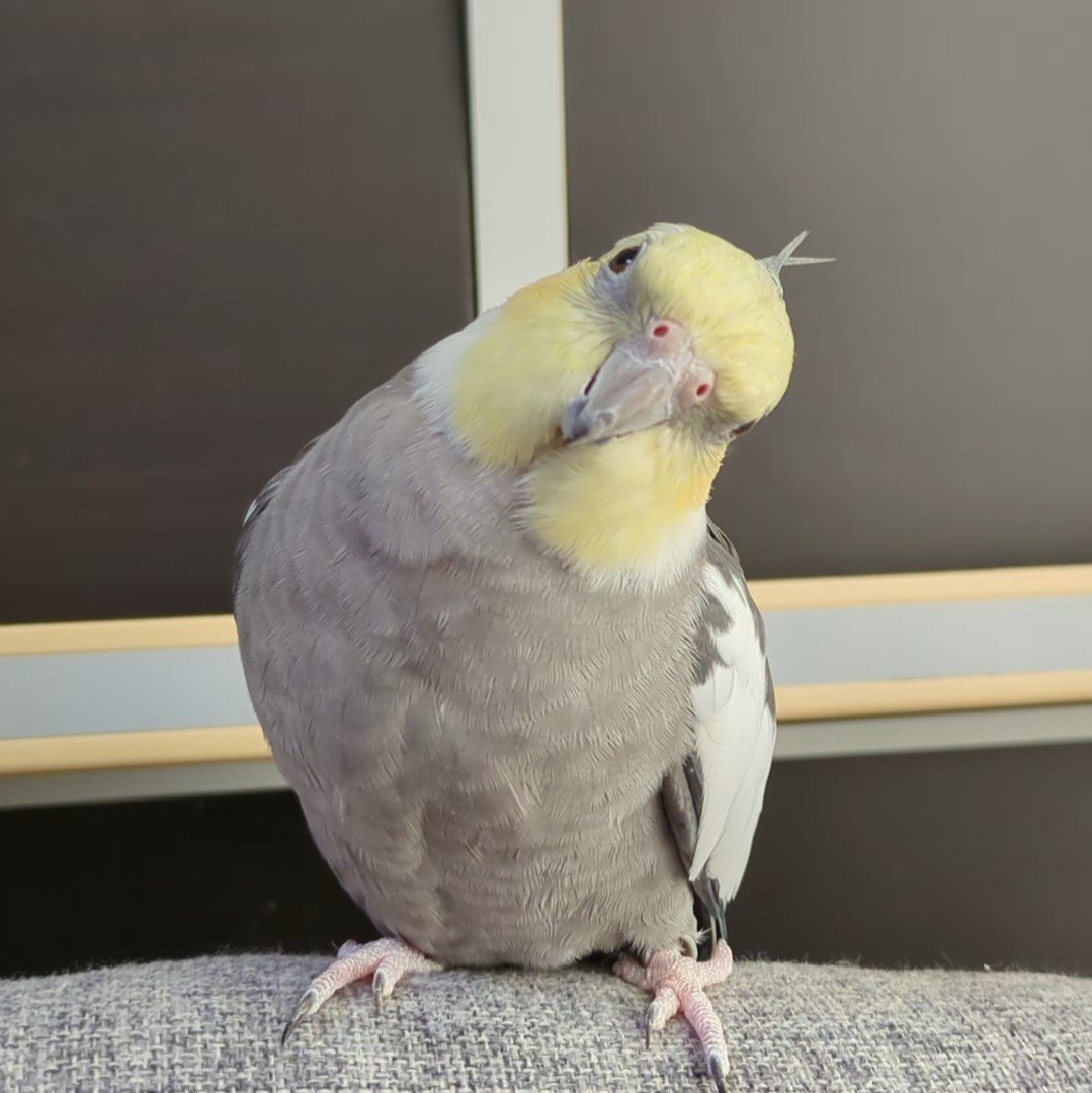 とりちゃん tweet media