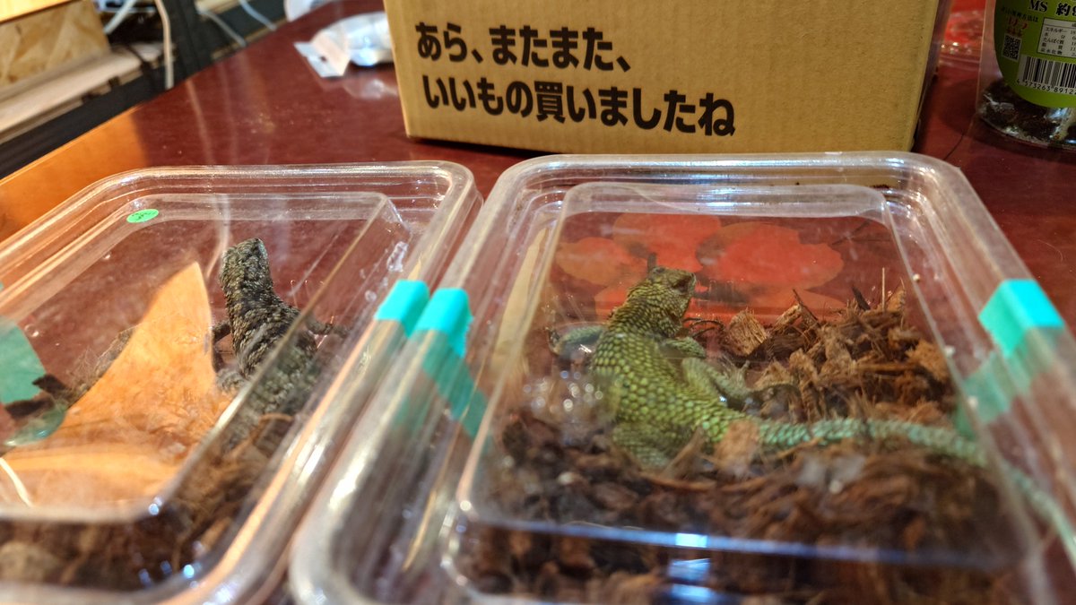 DiscoFlashBuck's tweet photo. マラカイトハリトカゲ  リベンジ

購入店 ORYZA (JRS2026夏)
@oryzareptile
@OryzaStaff

#マラカイトハリトカゲ
#ハリトカゲ
#トカゲ
#リベンジ
#爬虫類

今回は、頑張って育てたい
ターコイズハリトカゲもあの値段なら2ペア欲しかったな…
冬レプかビックサイトで買えたら欲しい… https://t.co/2I9HMQmK5j