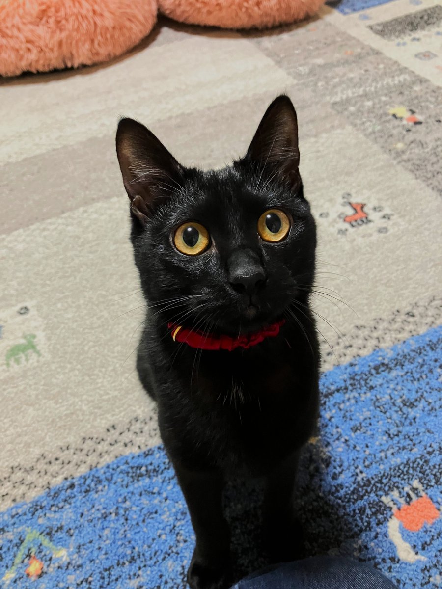 wanekocafe's tweet photo. 【里親様募集中】

のあ君 まもなく1歳 黒猫

去勢手術済　マイクロチップ装着済
３種混合ワクチン接種済　FeLV.FIV共に陰性　​駆虫済

なかなか里親様が決まらないのは、単に和猫かふぇの認知度が低いだけ。とっても元気でかわいい子です。

愛称　のあのあ　ジジ https://t.co/7wJtCDosuj
