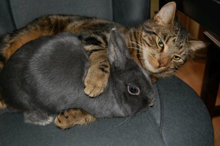 animalpopular9's tweet photo. Nice bounding https://t.co/H14eCiKRKj