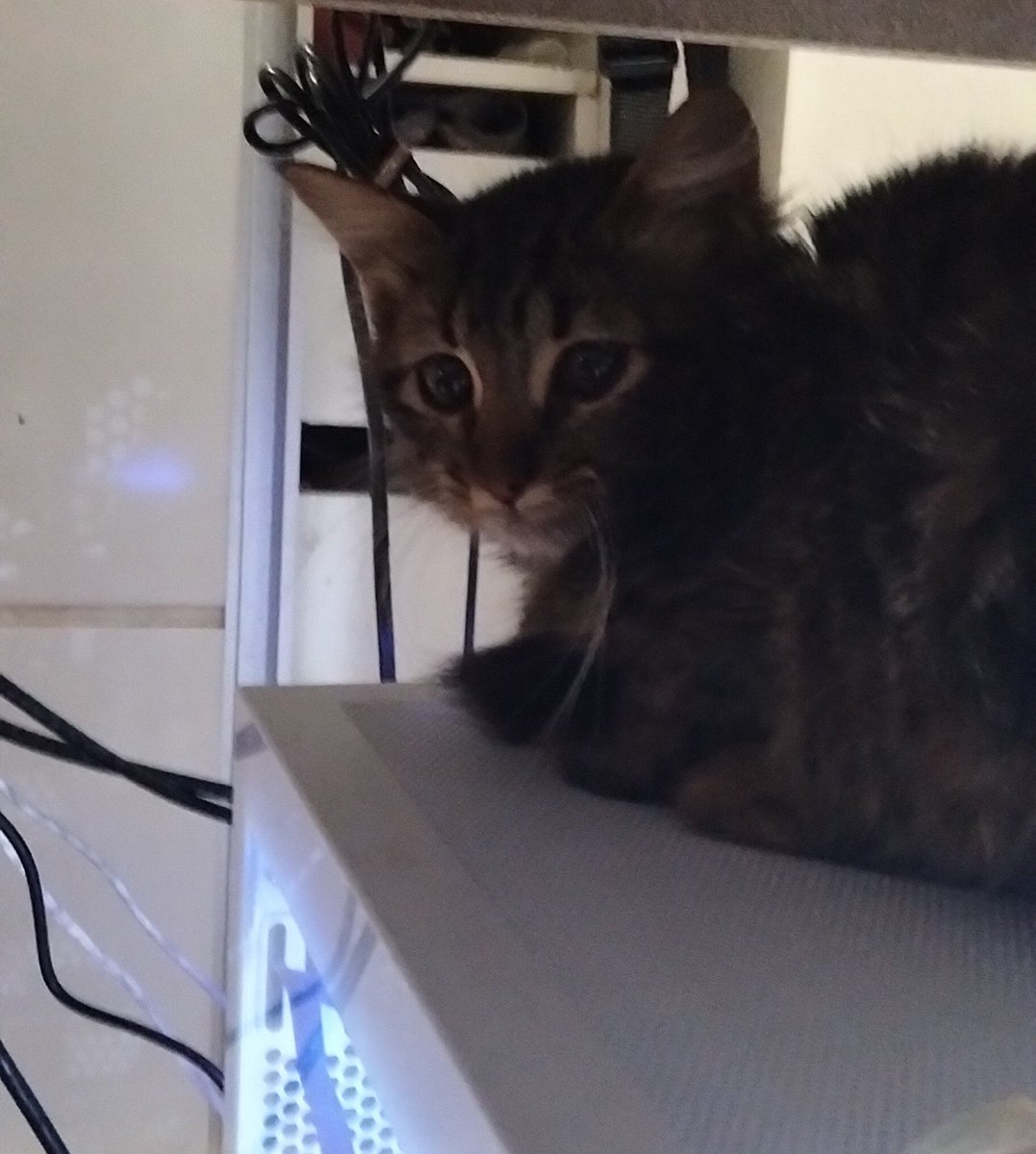 azbeawrr's tweet photo. A cara da meliante que acabou de desligar meu pc NA HORA QUE EU TAVA EDITANDO 😭 https://t.co/4o5eFpOV5I