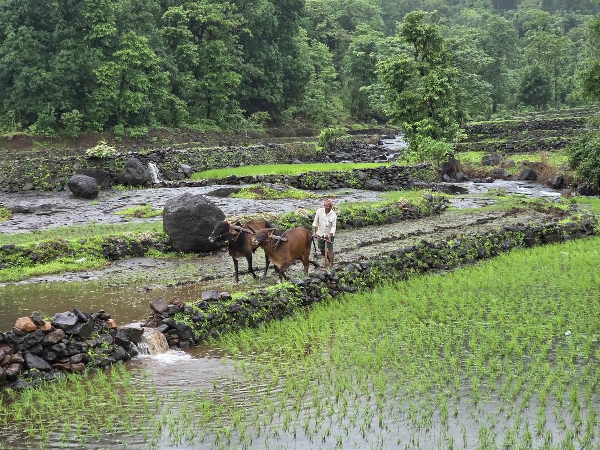 Smylingassasin's tweet photo. Every monsoon I plan.. then the Sahyadri calls. Lush hills, hidden waterfalls, and that fresh earth smell after the rain. Paradise doesn’t even cover it. 🌿☔

Maharashtra  is blessed. https://t.co/kacBobxcFx