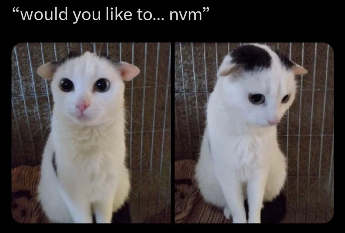 CatPosted's tweet photo. https://t.co/ftdADEP9uL