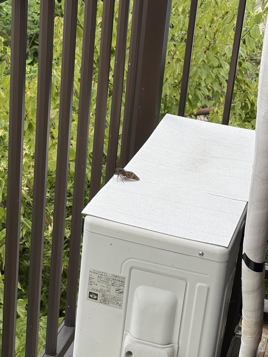 Luna_Amami's tweet photo. 家の室外機に止まって鳴き出したから暑いんだから日陰行けよって思いました https://t.co/XCnEWKkhWs