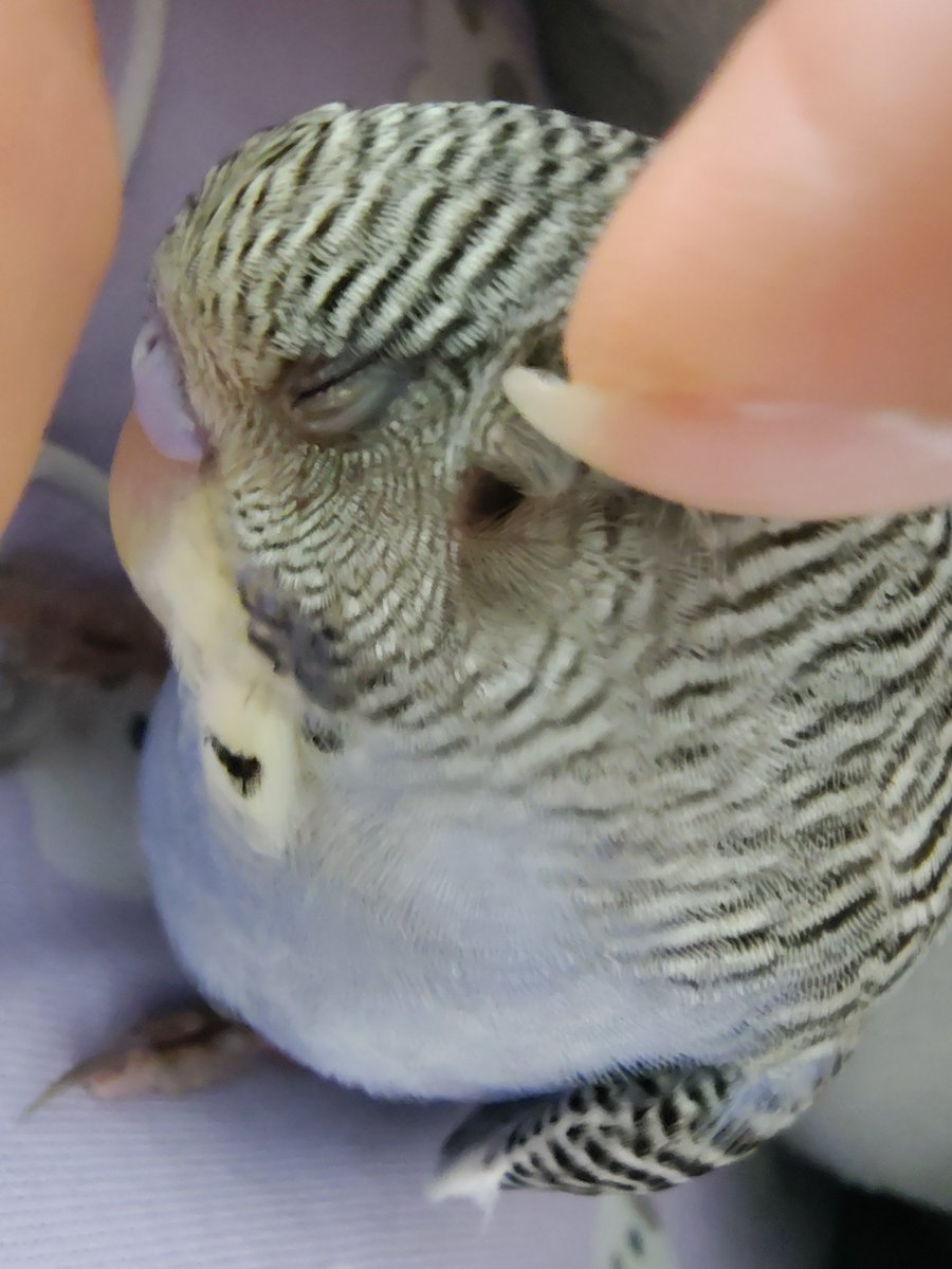 tady_1122's tweet photo. 鳥飼いじゃないとあまり見る機会がないであろう鳥の耳の穴(されるがまますぎて心配になる飼い主) https://t.co/jZgCHEei4D