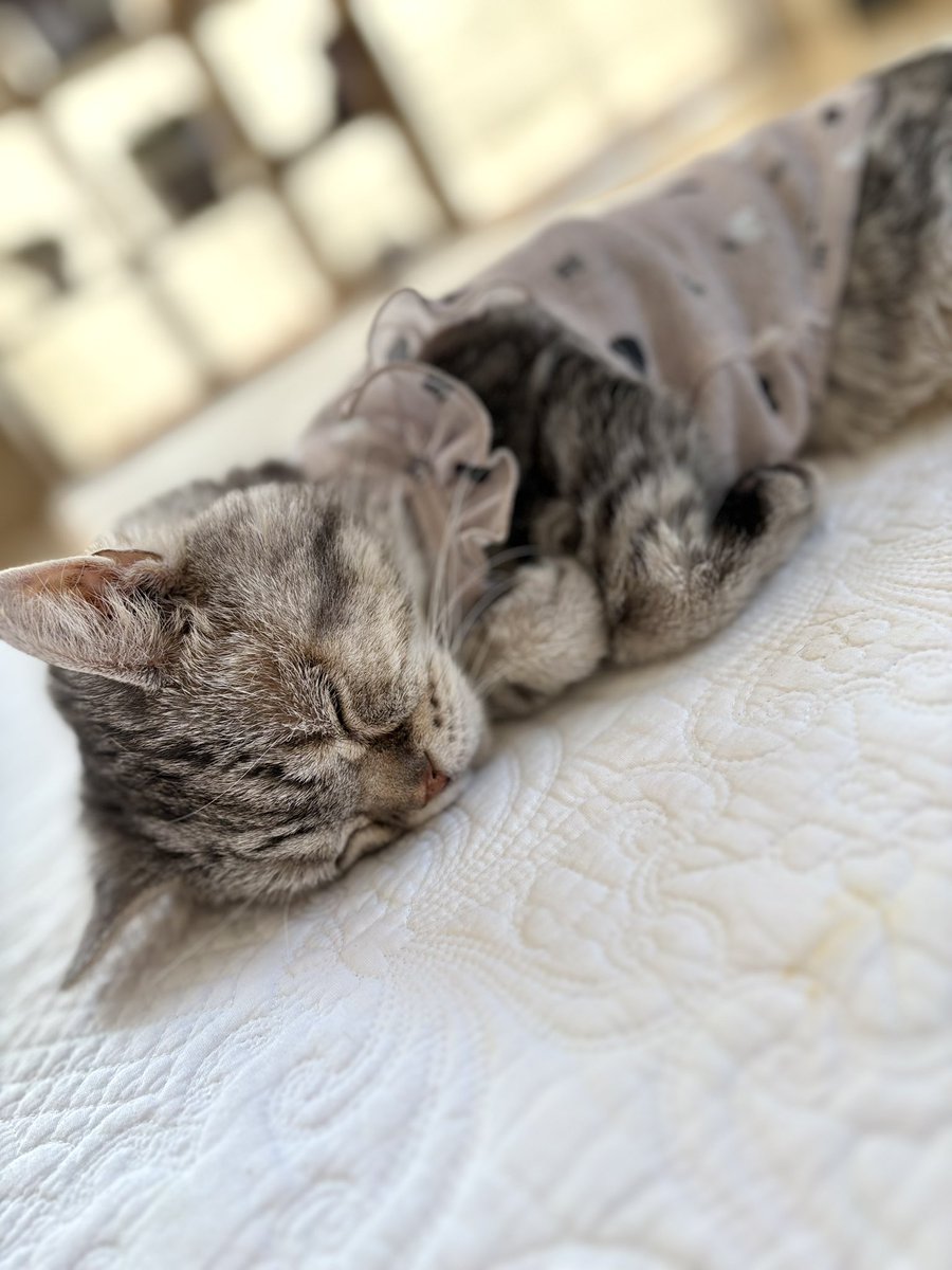 akihimatandon11's tweet photo. 今日でひまちゃん🌻
21歳3ヶ月になりました♡

穏やかな毎日が
これからもゆっくり
ひまちゃんらしく続きますように🍀 https://t.co/g5PtPlHuW3