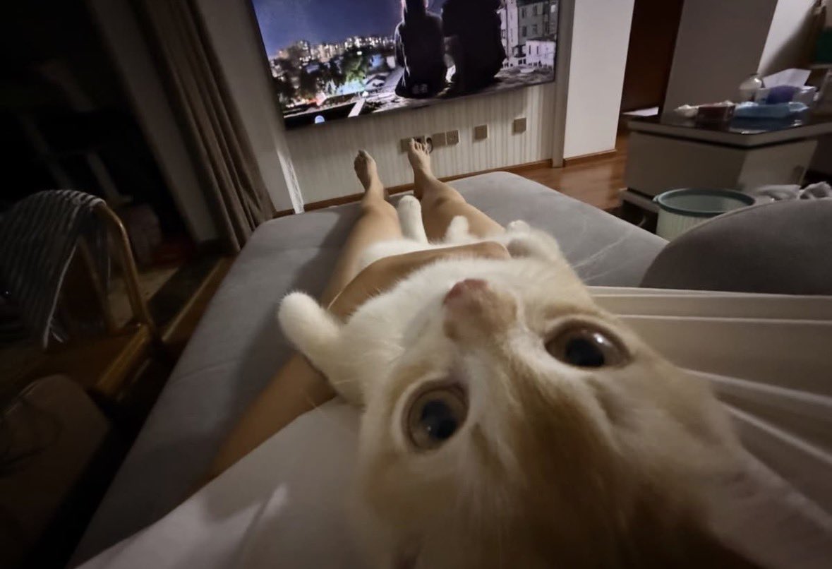 Chosaenggao's tweet photo. #meoww https://t.co/PwDsN6Ehwh