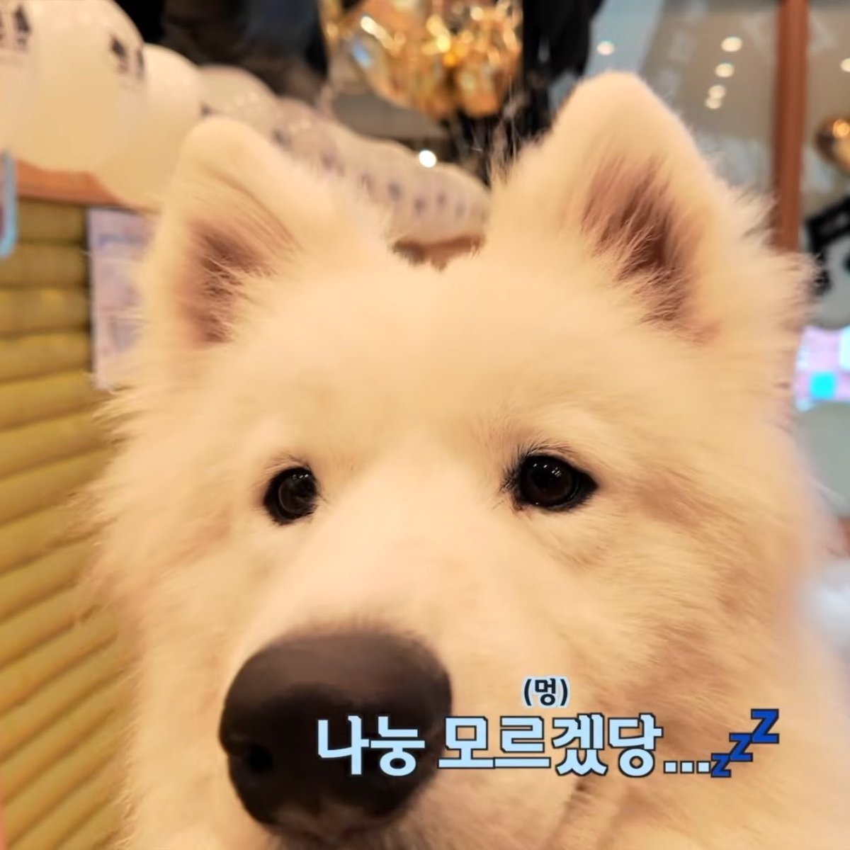 sweet2jj's tweet photo. 완더니 제노와 제노 https://t.co/xEIDgGAoUK