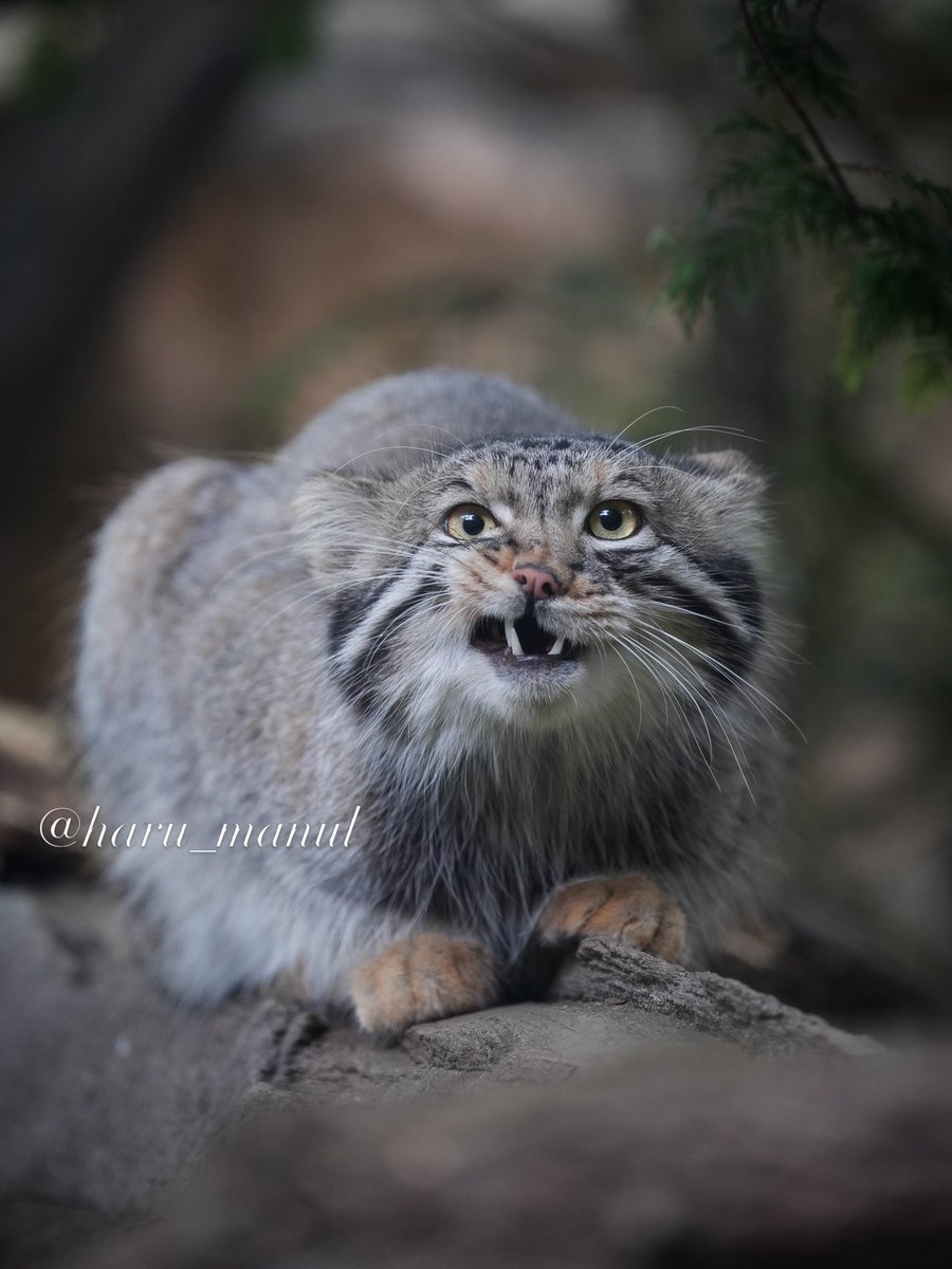 haru_manul's tweet photo. ナゴム

2026.8.2
那須どうぶつ王国

 #マヌルネコ  #那須どうぶつ王国 https://t.co/dvvJWTzVoT