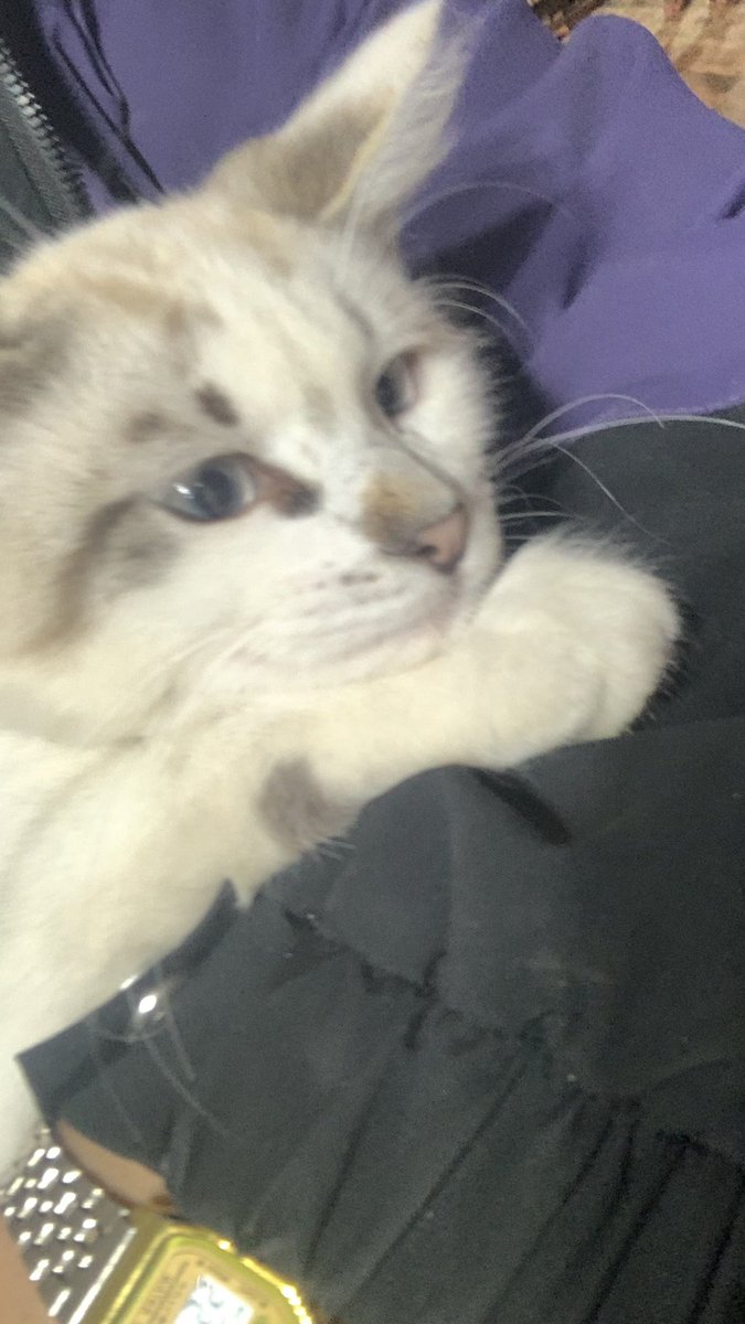 distantraain's tweet photo. bom dia 🐈 https://t.co/VyUJ51gcvh