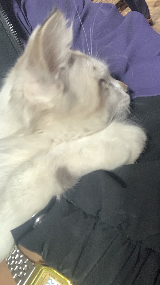 distantraain's tweet photo. bom dia 🐈 https://t.co/VyUJ51gcvh