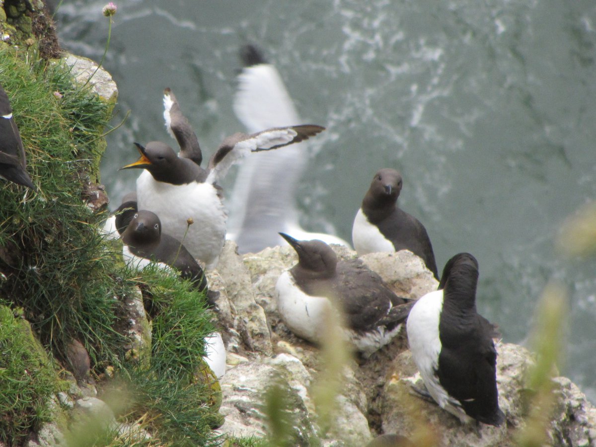 Nesquik1962's tweet photo. @SteelySeabirder #SuperSeabirdSunday
#Kittiwake
#Razorbill
#Guillemot
#Fulmar
#Gannet https://t.co/ykWVRiznSf