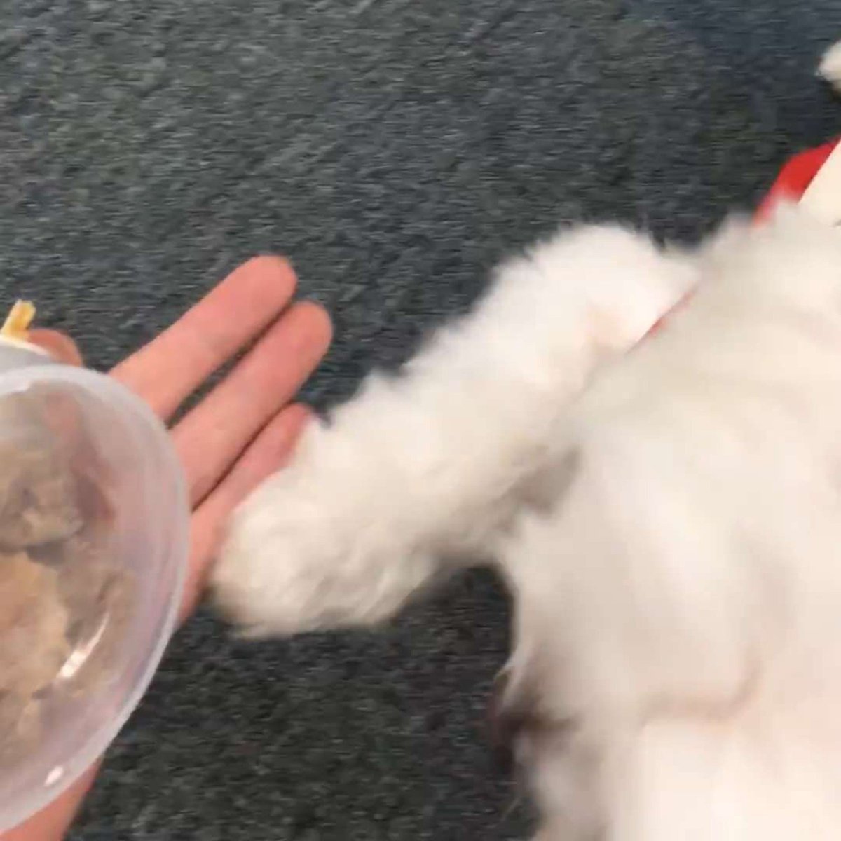 Leheean's tweet photo. Page 21: A day with Connie. 🐾 https://t.co/tu5i0ozzT5