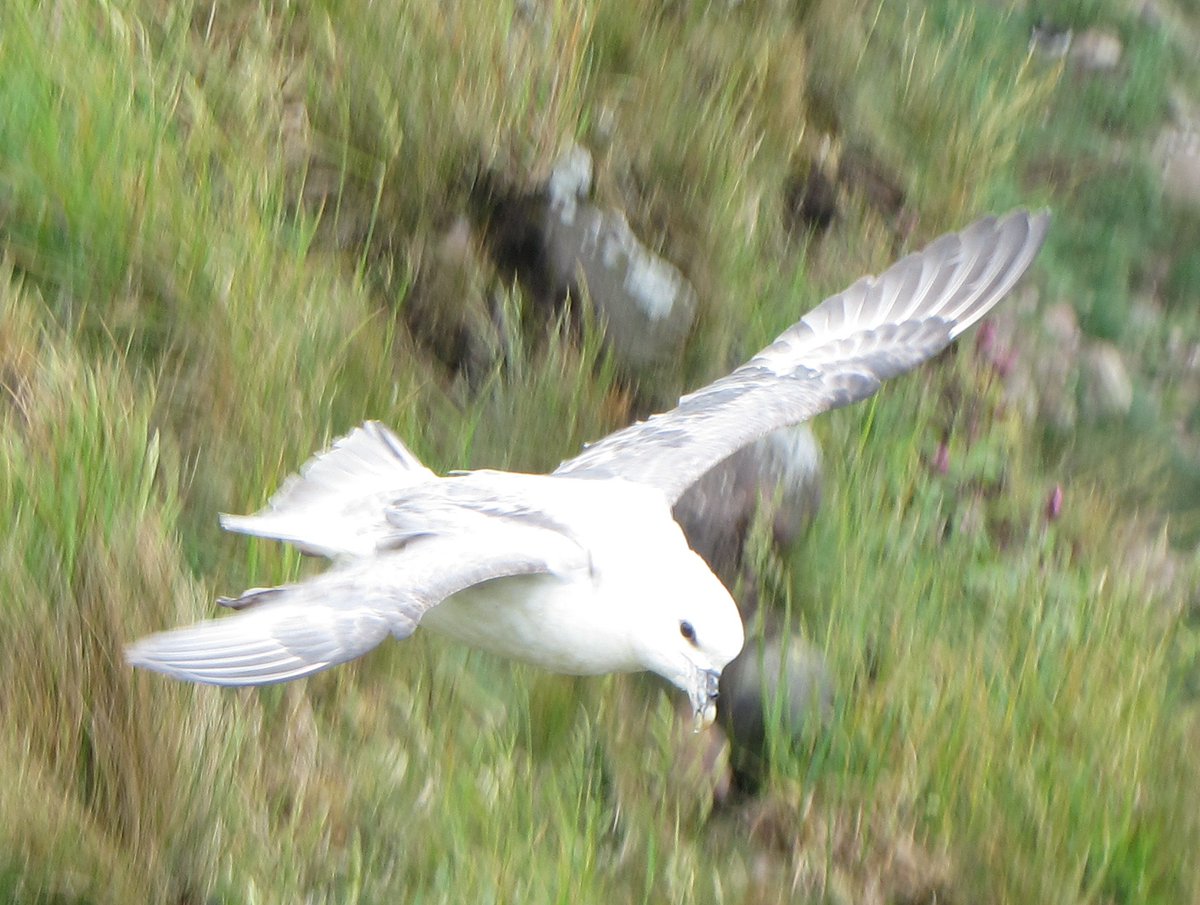 Nesquik1962's tweet photo. @SteelySeabirder #SuperSeabirdSunday
#Kittiwake
#Razorbill
#Guillemot
#Fulmar
#Gannet https://t.co/ykWVRiznSf