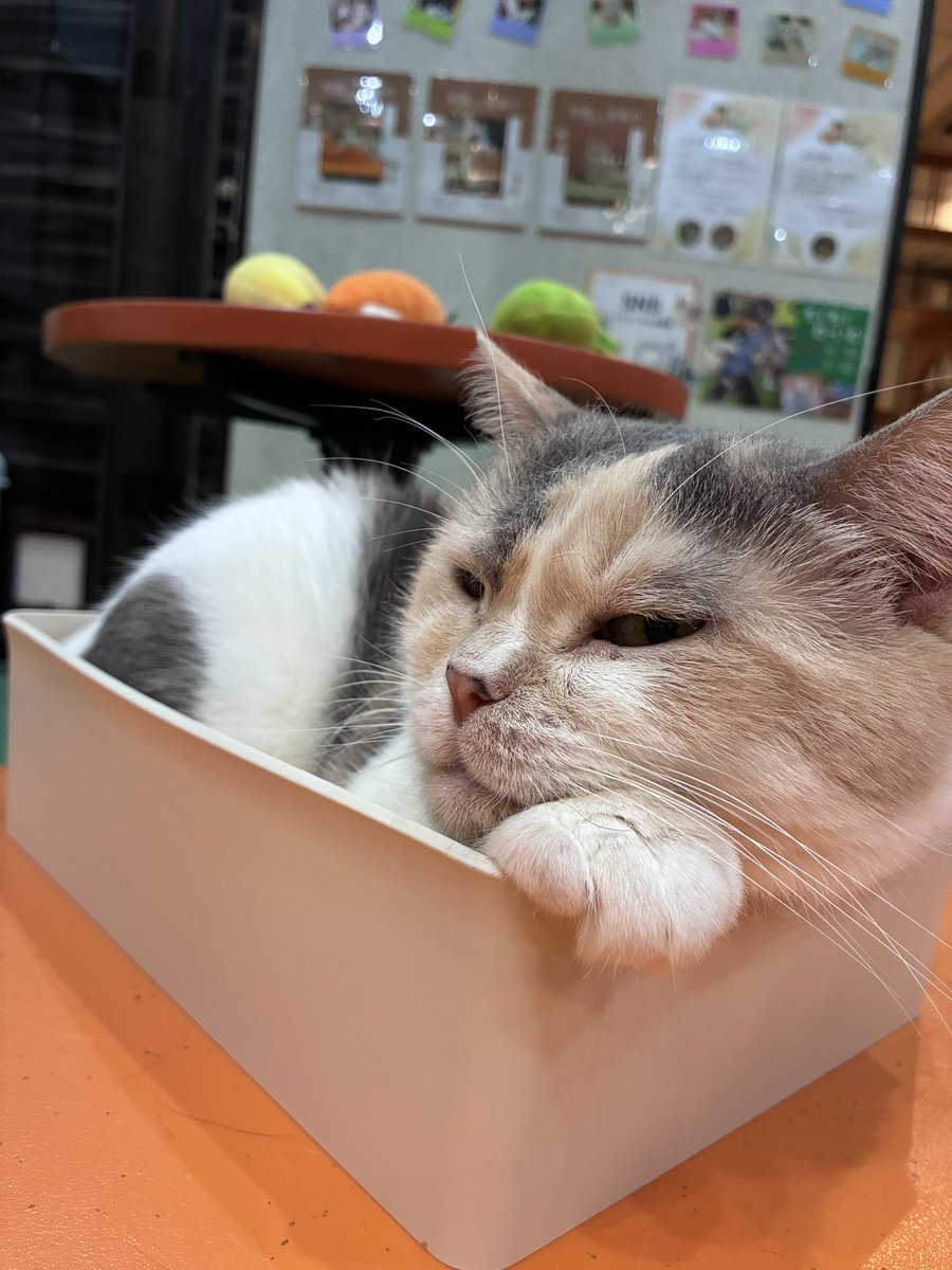 cocone0510's tweet photo. 上手に手を枕にするまめちゃん🫠

#猫カフェ心猫 #奈良 #マンチカン #まめ https://t.co/vL838tKrtv