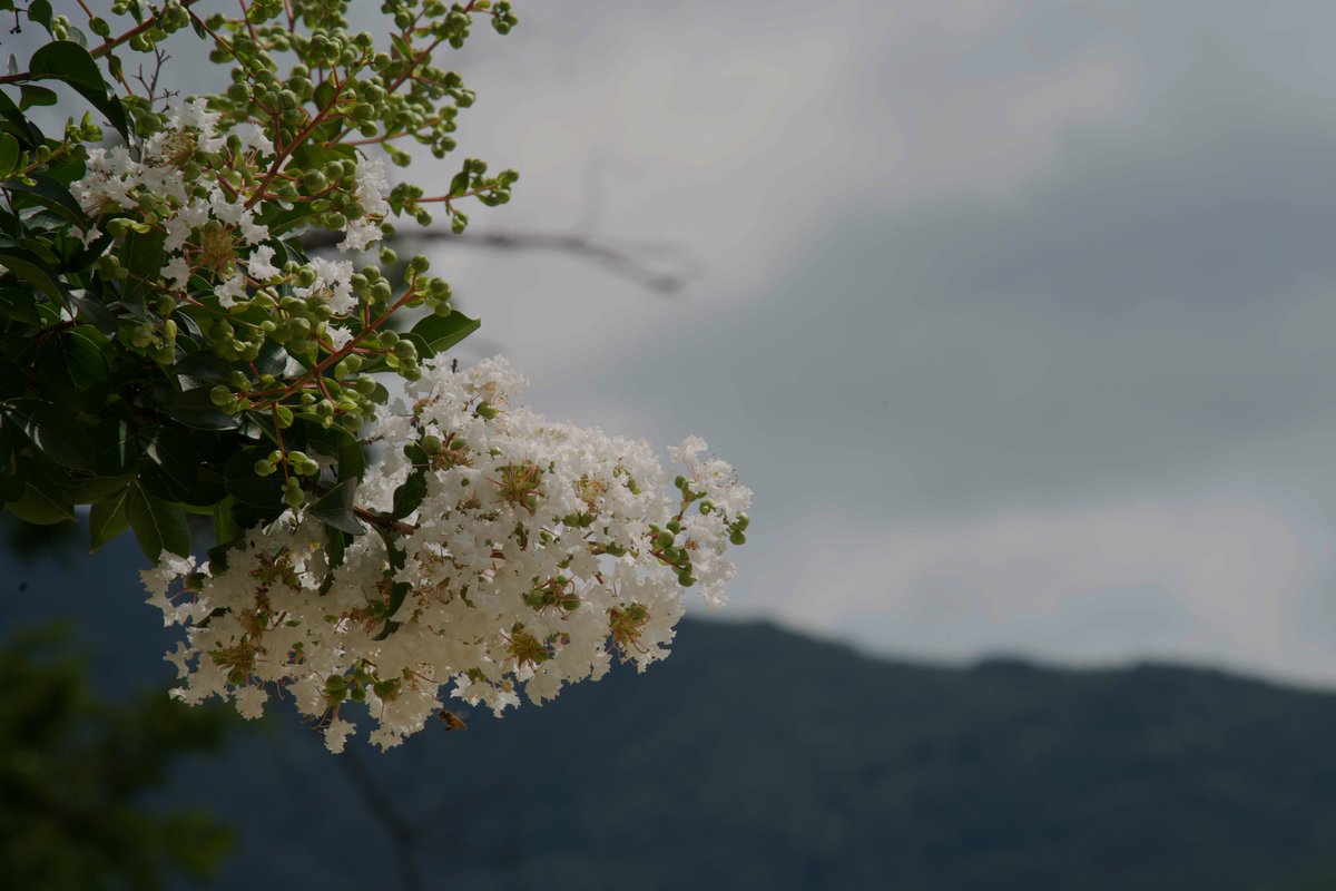zapsrun's tweet photo. 남원 실상사 배롱나무.
#namwon #남원 #실상사 #silsangsa #sony #a7m3 #snapshot #CrapeMyrtle https://t.co/53yCSsR11t