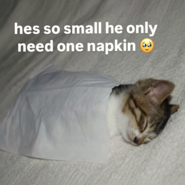 CatPosted's tweet photo. https://t.co/5TTitLyw4R