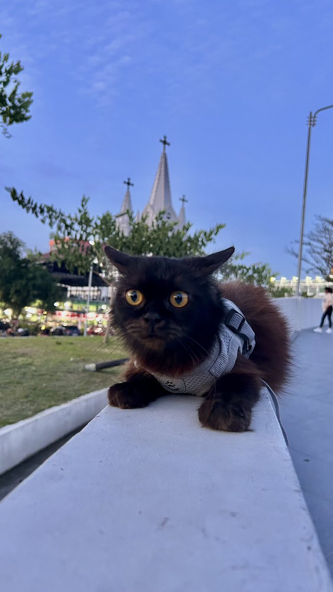 Relatelyfes's tweet photo. 🐈‍⬛ https://t.co/S2WYiJKbFh