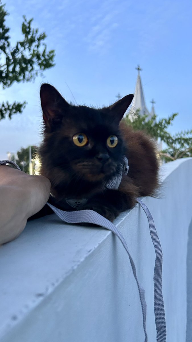 Relatelyfes's tweet photo. 🐈‍⬛ https://t.co/S2WYiJKbFh