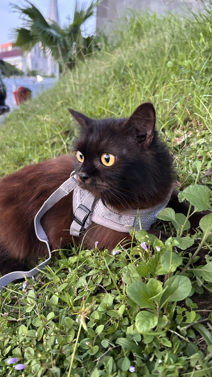 Relatelyfes's tweet photo. 🐈‍⬛ https://t.co/S2WYiJKbFh