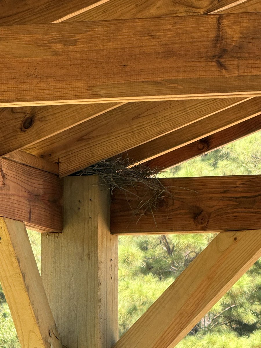 CharlieWat54909's tweet photo. Baby mockingbird finally left the nest. Time to quickly self-teach to fly before the predators find out…#livingthedream #rvlife #rvliving #outdoors #texasliving https://t.co/udlhhH39mJ