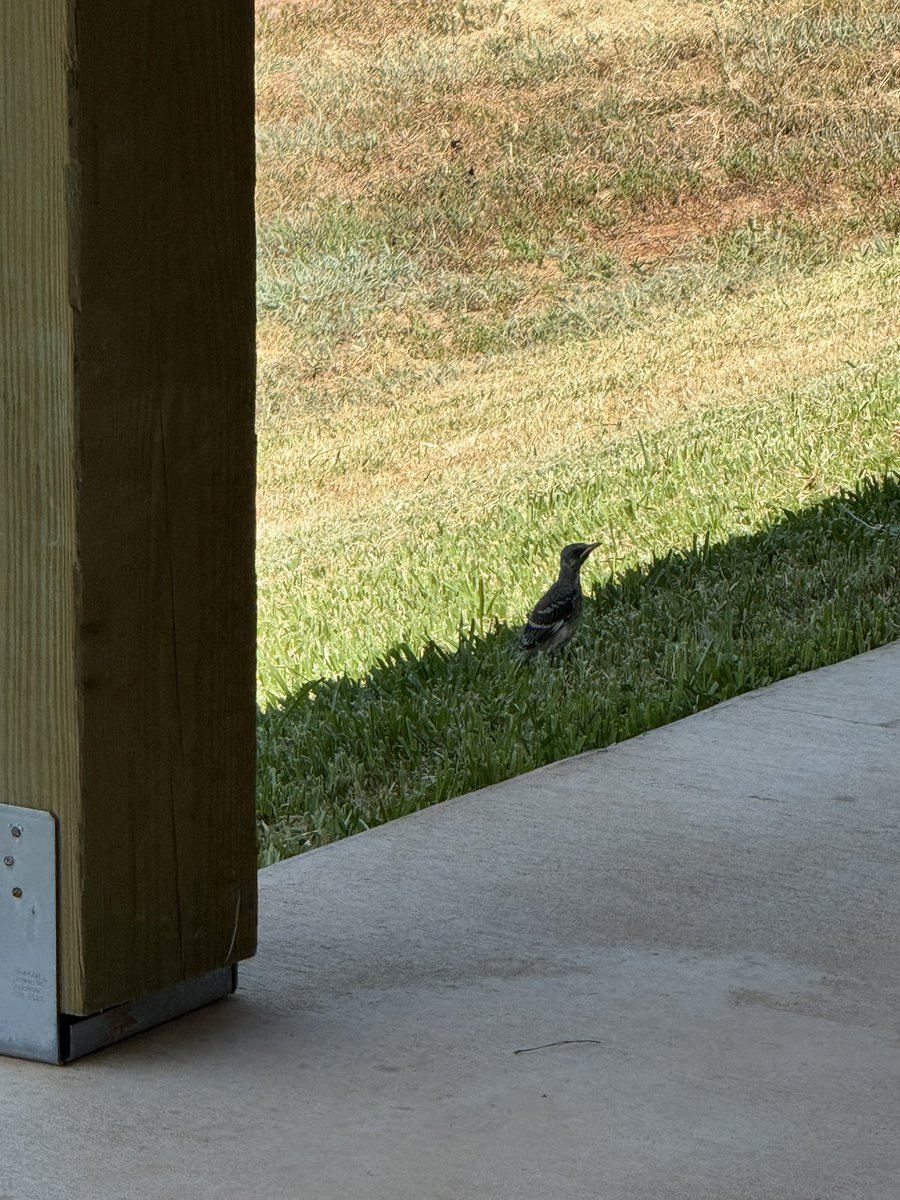 CharlieWat54909's tweet photo. Baby mockingbird finally left the nest. Time to quickly self-teach to fly before the predators find out…#livingthedream #rvlife #rvliving #outdoors #texasliving https://t.co/udlhhH39mJ