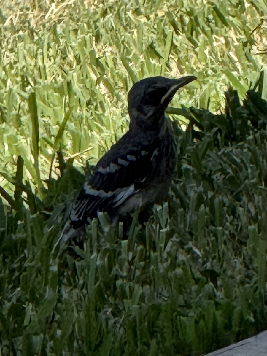 CharlieWat54909's tweet photo. Baby mockingbird finally left the nest. Time to quickly self-teach to fly before the predators find out…#livingthedream #rvlife #rvliving #outdoors #texasliving https://t.co/udlhhH39mJ