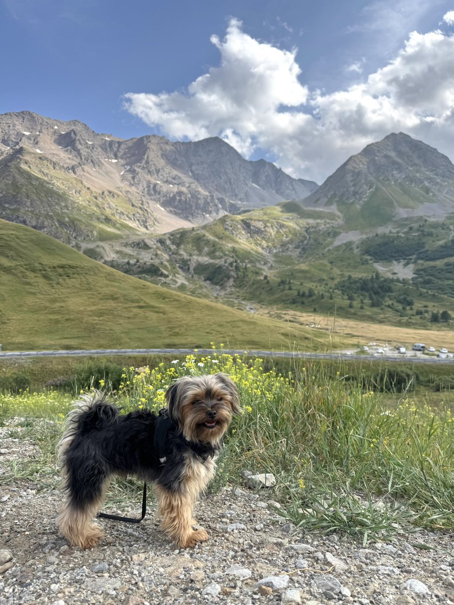 tonomariko's tweet photo. さんぽし放題
ボクにも天国🤩
夏の山🐶 https://t.co/0or1Ga3ePK