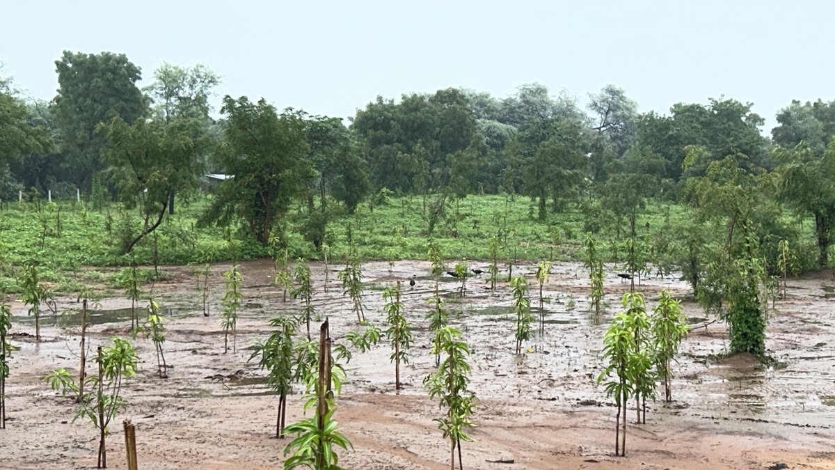 MdProsperous's tweet photo. AMRAVAN PLANTATION &amp; CARE 🙏💐

VAN KRUPA FOUNDATION 🙏💐 @ Gandhinagar Municipal Corporation, Kolavada🙏💐 https://t.co/hD83Aaal9N