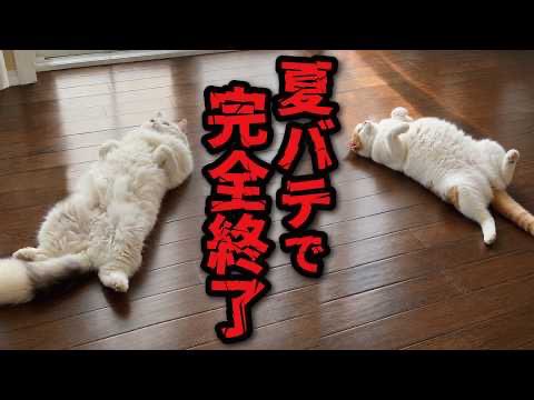 tsukushiuni's tweet photo. 猛暑がヒドすぎて夏バテする猫たち　　より

https://t.co/BUv8JnWsu0

#ニャンチューバーつくし
#関西弁でしゃべる猫
#つくし 
#師匠 https://t.co/ikKZ6MACfe