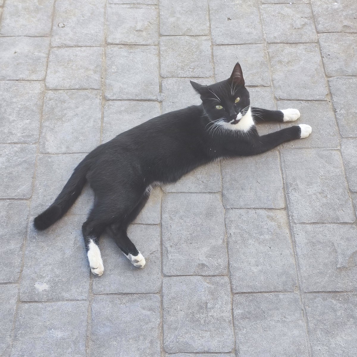 cinnamohyull's tweet photo. #shottiespet but it's a lie cause these are all cats i play with at uni since my parents won't let me adopt one 🥀 https://t.co/kflBkH2P9N