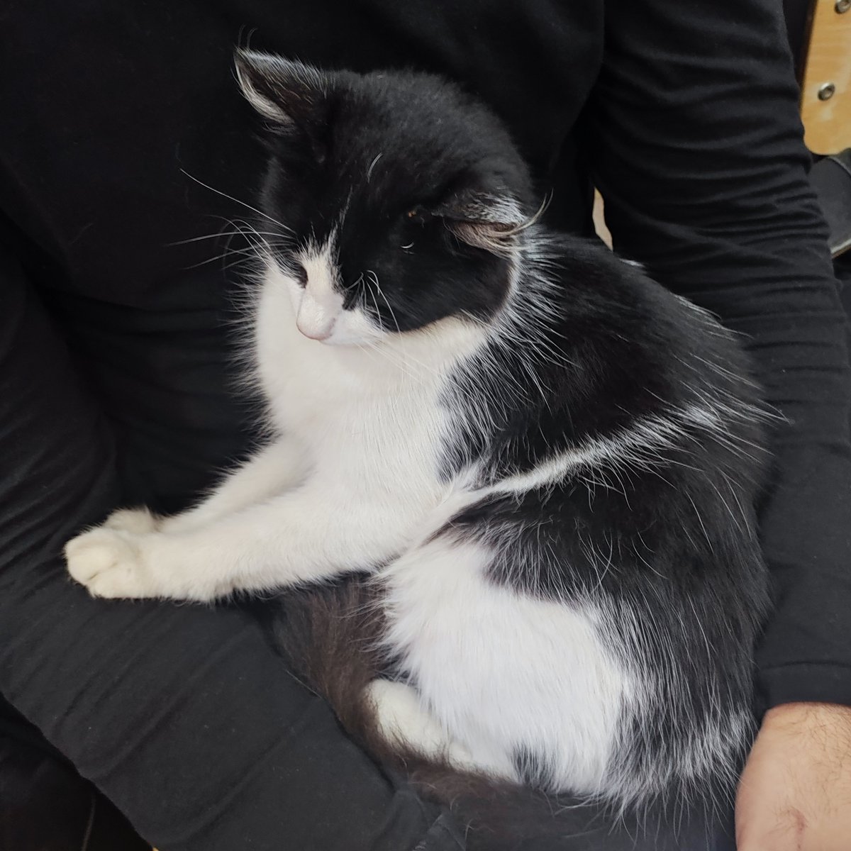 cinnamohyull's tweet photo. #shottiespet but it's a lie cause these are all cats i play with at uni since my parents won't let me adopt one 🥀 https://t.co/kflBkH2P9N