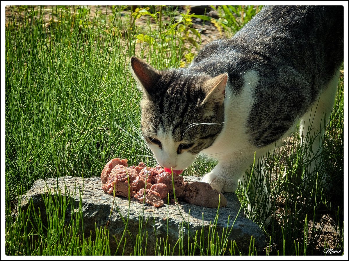 Memo_Barlow's tweet photo. ≪ Fütterung der “Moorkatzen” ≫

Heute waren zwei hungrige Mäuler an den »Näpfen« und sie waren mit einer Dose Katzenfutter und Katzensticks zufrieden. 😀

#photography #fotografie #foto #photo #postprocessed #myphoto #mywork #ownwork #nature #natur #umwelt #katzen #cats #moorkatzen #catsoftwitter #catsofx