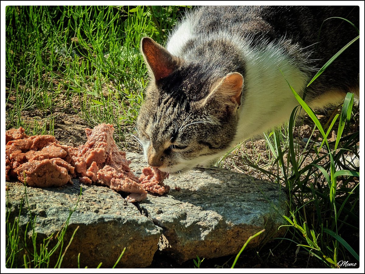 Memo_Barlow's tweet photo. ≪ Fütterung der “Moorkatzen” ≫

Heute waren zwei hungrige Mäuler an den »Näpfen« und sie waren mit einer Dose Katzenfutter und Katzensticks zufrieden. 😀

#photography #fotografie #foto #photo #postprocessed #myphoto #mywork #ownwork #nature #natur #umwelt #katzen #cats #moorkatzen #catsoftwitter #catsofx