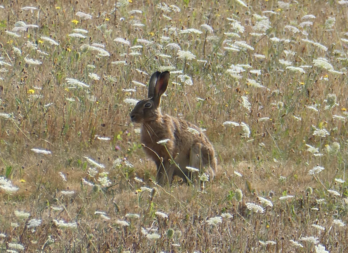 beatricegroves1's tweet photo. A serene hare among wild carrot flowers - so delighted to see this!🐰🥕🐰 https://t.co/6ARSeJ1VFs