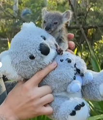 SacredHeart12s's tweet photo. I FOUND A GIGA PUNCH LIKE NARRATIVE

This is Helene, She is the WORLDS SMALLEST Koala ever weighing only 200 grams

Her mother died when she was born, and Helene REFUSES to let go of its plush

Going viral with millions of fans

https://t.co/gH3ExGx3F7 https://t.co/rkjpIIstwY