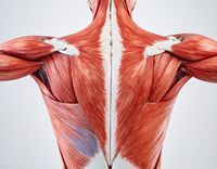 BrainInflCollab's tweet photo. A new study by researchers at Amsterdam University more precisely characterized the differences in muscle physiology between individuals with post-exertional malaise (PEM) and healthy controls. 

Here is what they found...🧵 https://t.co/maLoBmDPrL